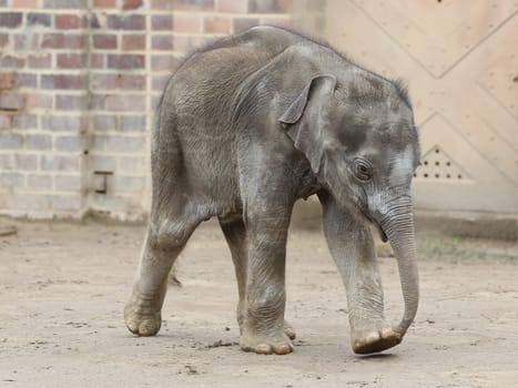 Asian baby elephant Kiran in the elephant temple Ganesha Mandir from ZOO Leipzig