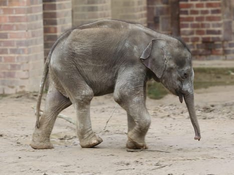 Asian baby elephant Kiran in the elephant temple Ganesha Mandir from ZOO Leipzig