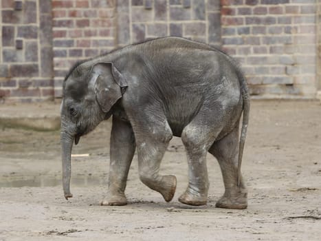 Asian baby elephant Kiran in the elephant temple Ganesha Mandir from ZOO Leipzig