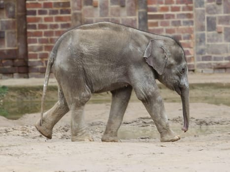 Asian baby elephant Kiran in the elephant temple Ganesha Mandir from ZOO Leipzig