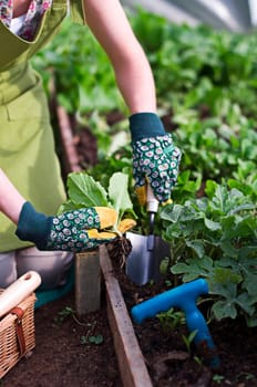 Gardener hands planting plants. Close up of a woman gardening in glasshouse