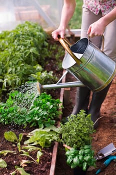 Woman watering plants in glasshouse close up. Water pouring watering can in to plants