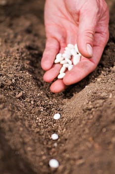 Hand planting bean seeds of marrow in the vegetable garden. Hand growing seeds of vegetable on sowing soil at garden metaphor gardening, agriculture concept.
