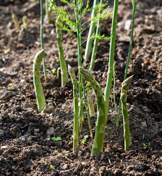 Asparagus. Fresh Asparagus. Green Asparagus. Asparagus growing in the garden