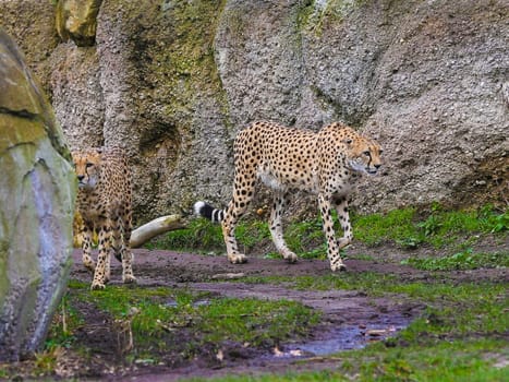 South African cheetah in Kiwara-Kopje from ZOO Leipzig