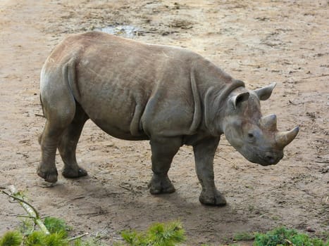 East African black rhinoceros offspring Sudan in Kiwara-Kopje from ZOO Leipzig