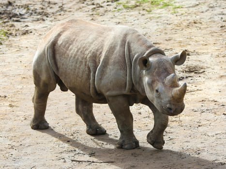 East African black rhinoceros offspring Sudan in Kiwara-Kopje from ZOO Leipzig