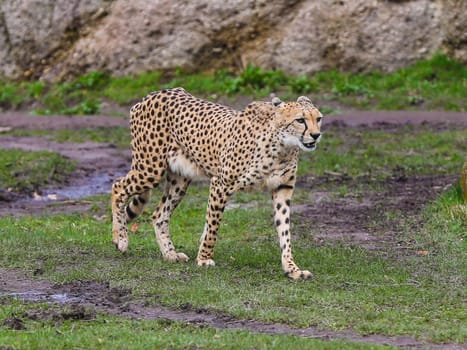 South African cheetah in Kiwara-Kopje from ZOO Leipzig