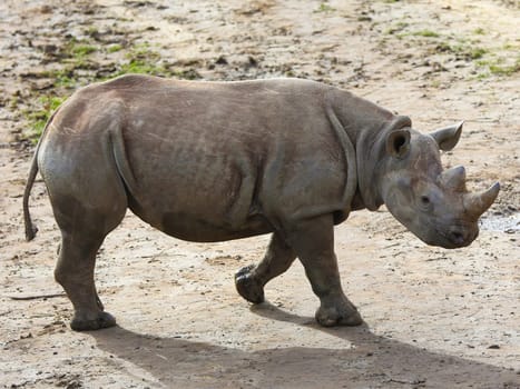 East African black rhinoceros offspring Sudan in Kiwara-Kopje from ZOO Leipzig