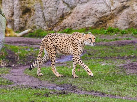 South African cheetah in Kiwara-Kopje from ZOO Leipzig
