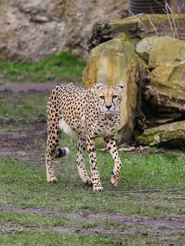 South African cheetah in Kiwara-Kopje from ZOO Leipzig