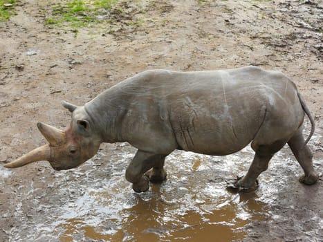 East African female black rhinoceros Saba in the Kiwara-Kopje from ZOO Leipzig