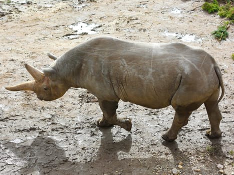 East African female black rhinoceros Saba in the Kiwara-Kopje from ZOO Leipzig