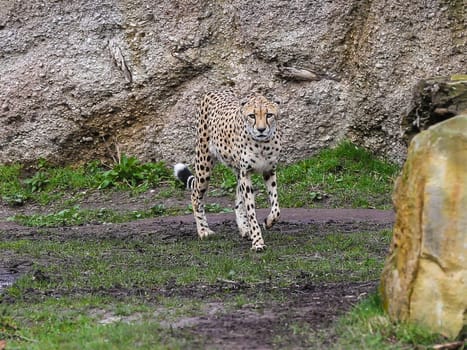 South African cheetah in Kiwara-Kopje from ZOO Leipzig