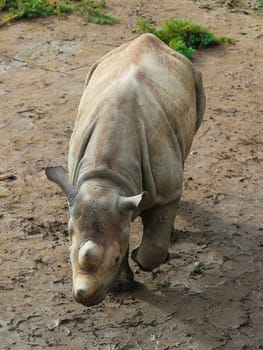 East African black rhinoceros offspring Sudan in Kiwara-Kopje from ZOO Leipzig