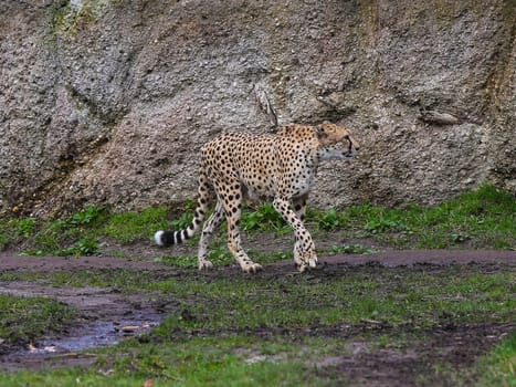 South African cheetah in Kiwara-Kopje from ZOO Leipzig