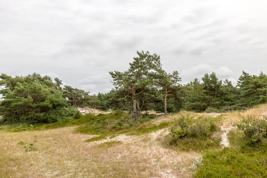 Single pine tree stands on a reed meadow on the German North Sea coast