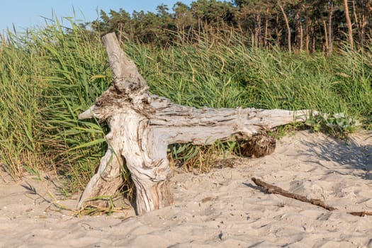 Old tree trunk lies on a sandy beach with dunes, forest and cloudy sky