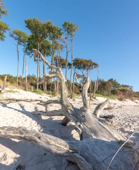 Old tree trunk lies on a sandy beach with dunes, forest and blue sky