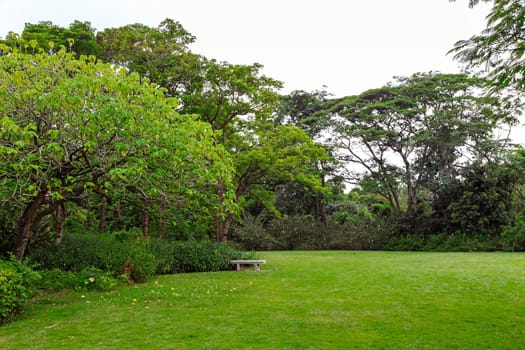 Green lawn in the park in summer in cloudy weather