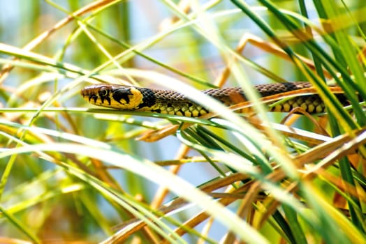European grass snake in a moor lake in Poland