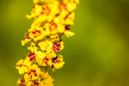 the black mullein medicinal plant with flower