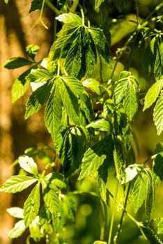 Jiaogulan, Chinese herb for longevity
