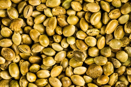 hemp seeds, unpeeled in a closeup