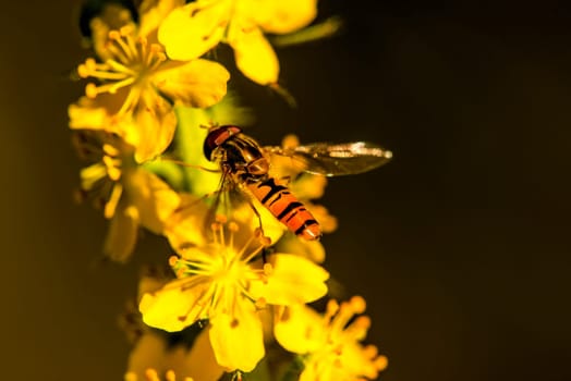 marmalade hoverfly on common agrimony flower
