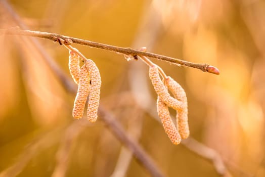 Hazelnut bloom in winter with closed blossom