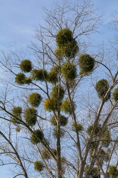 A tree with mistletoe