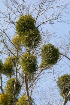 A tree with mistletoe