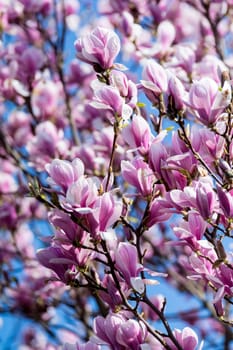 magnolia flowers in spring
