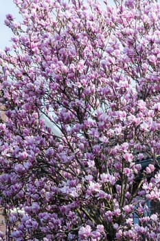 magnolia flowers in spring