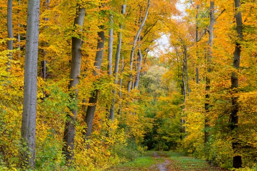 autumn in the forest