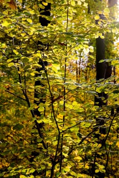 autumn in the forest