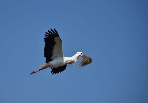 white stork with nesting material