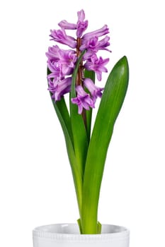 Gentle lilac hyacinth on a white background