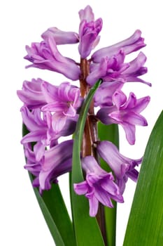 Gentle lilac hyacinth on a white background