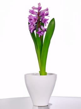Gentle lilac hyacinth on a white background