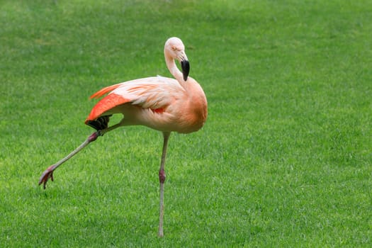flamingo bird in the Loro Park in Tenerife, Canary Islands, Spain