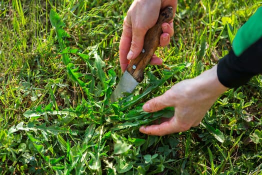 Picking fresh dandelion leaves with knife in the garden. Harvesting dandelion leaves. Healthy Spring food concept