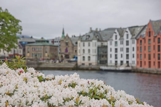 Alesund old town seafront view with Art Nouveau style houses and blooming white flowers.
