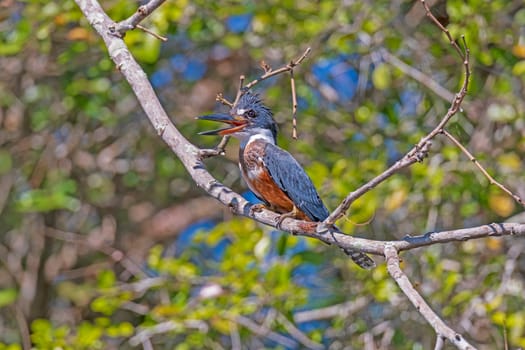 Ringed Kingfisher in the Pantanal in Pantanal National Park in Brazil