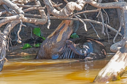 Giant River Otter Showing its Neck Patterns in the Pantanal in Brazil