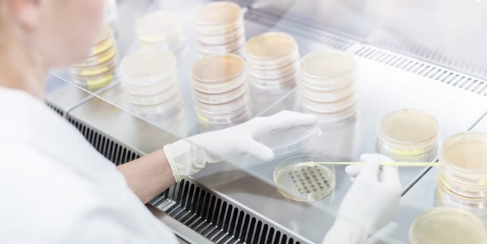 Female scientist working with laminar flow at corona virus vaccine development laboratory research facility. Corona virus pandemic concept. Development of virus treatment drug.