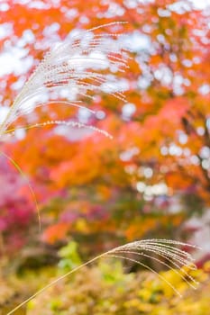 Maiden silvergrass flowering plant with autumn colors bokeh background.