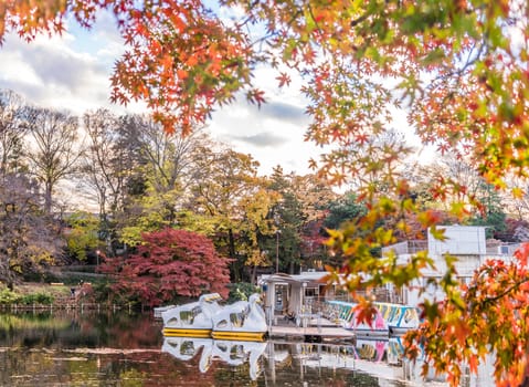 Cute duck pedal boats floating in the pond of Kichijoji Inokashira Park