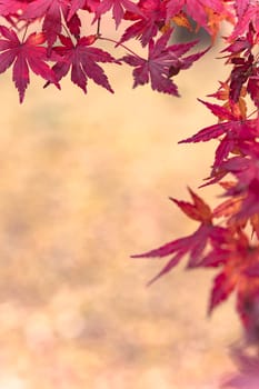 Beautiful autumn colors of Japanese maple tree iroha momiji leaves background in Tokyo public park in Japan