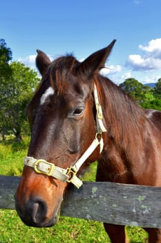 A friendly brown horse in the outback.